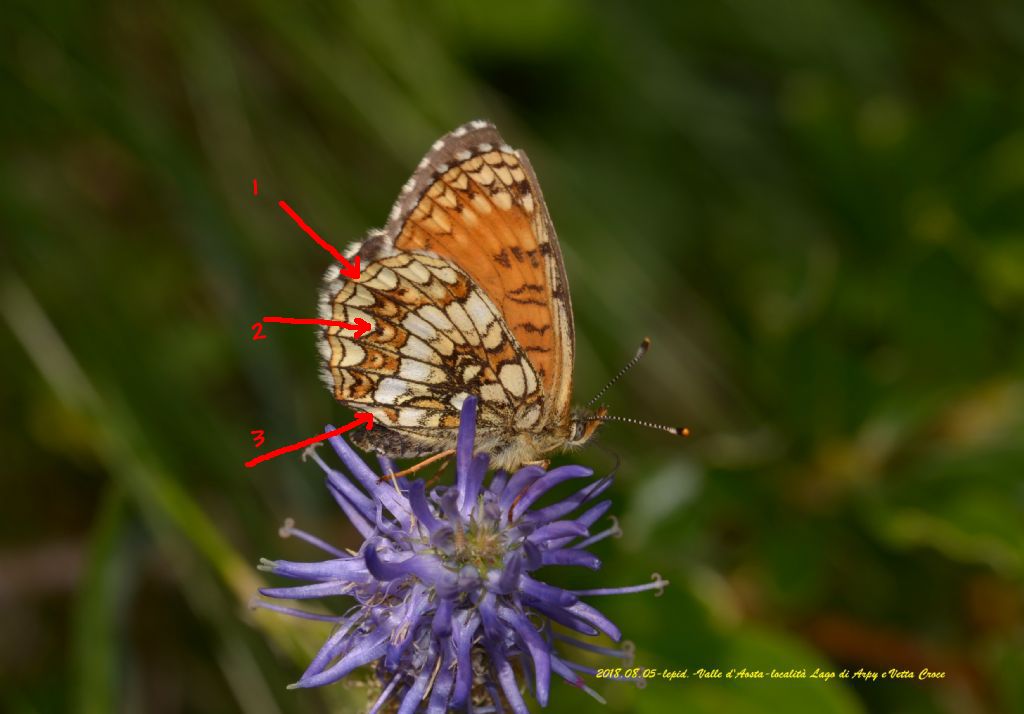 Nymphalidae: Melitaea ?  S, M. nevadensis  e  M. diamina,  femmine